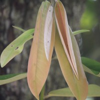 Diospyros blancoi A.DC.